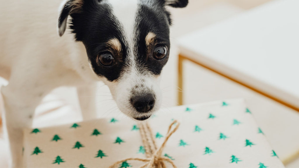 Quels cadeaux offrir à son Animal de Compagnie ?